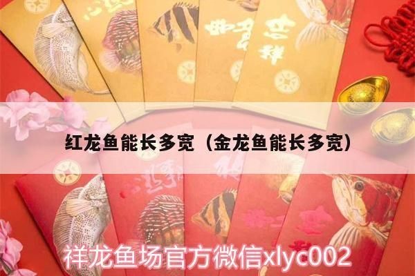 紅龍魚一般能長多大：關于紅龍魚一般能長多大的詳細信息