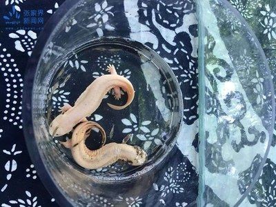 7秒魚缸官網直銷店：7秒魚缸官網直銷店7秒魚缸1號水族魚缸官網直銷店