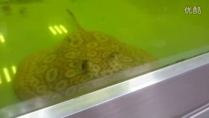 黑帝王魟魚最佳飼養水溫：黑帝王魟魚的最佳飼養水溫范圍是22至25攝氏度