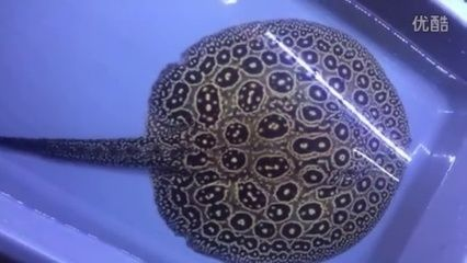 黑帝王魟魚最佳飼養水溫：黑帝王魟魚的最佳飼養水溫范圍是22至25攝氏度