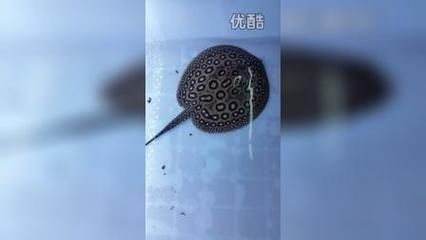 黑帝王魟魚最佳飼養水溫：黑帝王魟魚的最佳飼養水溫范圍是22至25攝氏度
