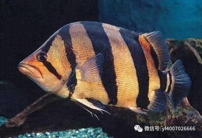 虎魚不敢吃食怎么回事：虎魚拒食怎么辦