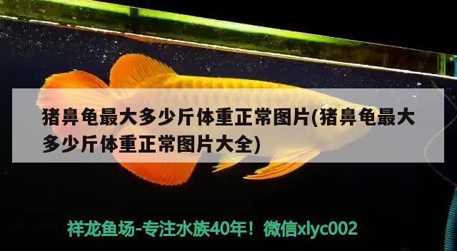 金龍魚30公分后如何維持水質穩定，常用龍魚30公分和酒精哪個殺菌更快 金龍魚30公分后如何維持水質穩定，常用龍魚30公分和酒精哪個殺菌更快 龍魚百科 第2張