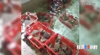 魟魚經常不換水會怎么樣：[需手動填充]魚長時間不換水可能會導致一系列的問題，對魚會怎么樣 魟魚經常不換水會怎么樣：[需手動填充]魚長時間不換水可能會導致一系列的問題，對魚會怎么樣 魟魚百科 第3張