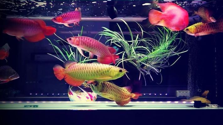 九條紅龍魚：九條紅龍魚是一種在亞洲文化中極具象征意義的觀賞魚