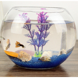 不用的小魚缸怎么處理掉：不用的小魚缸處理不用的小魚缸的方法有幾種處理方法