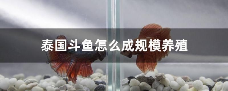 泰國斗魚怎么成規模養殖