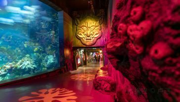 嘉興水族館vs祥龍魚場（嘉興并沒有水族館，祥龍魚場是一家專業(yè)的龍魚養(yǎng)殖和銷售企業(yè)）