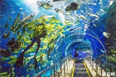 嘉興水族館vs祥龍魚場（嘉興并沒有水族館，祥龍魚場是一家專業(yè)的龍魚養(yǎng)殖和銷售企業(yè)）