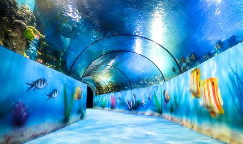 嘉興水族館vs祥龍魚場（嘉興并沒有水族館，祥龍魚場是一家專業(yè)的龍魚養(yǎng)殖和銷售企業(yè)）