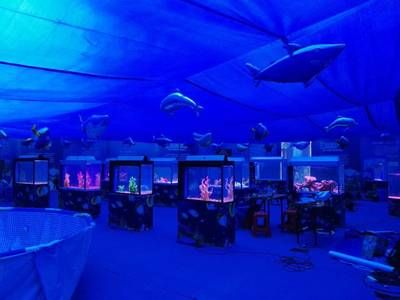 百色水族館vs祥龍魚(yú)場(chǎng)（百色水族館和祥龍魚(yú)場(chǎng)哪個(gè)好）