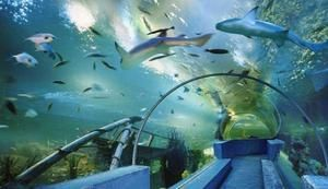 百色水族館vs祥龍魚(yú)場(chǎng)（百色水族館和祥龍魚(yú)場(chǎng)哪個(gè)好）