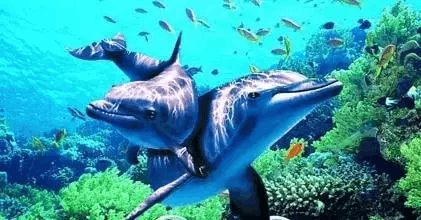 百色水族館vs祥龍魚(yú)場(chǎng)（百色水族館和祥龍魚(yú)場(chǎng)哪個(gè)好）