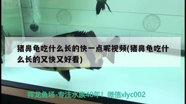 豬鼻龜吃什么長的快一點呢視頻(豬鼻龜吃什么長的又快又好看)
