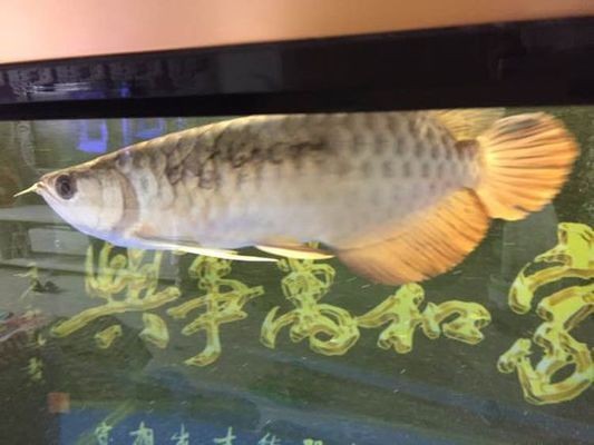 龍魚立鱗后鱗片發黑正常嗎vs祥龍魚場：龍魚立鱗后鱗片發黑是否正常