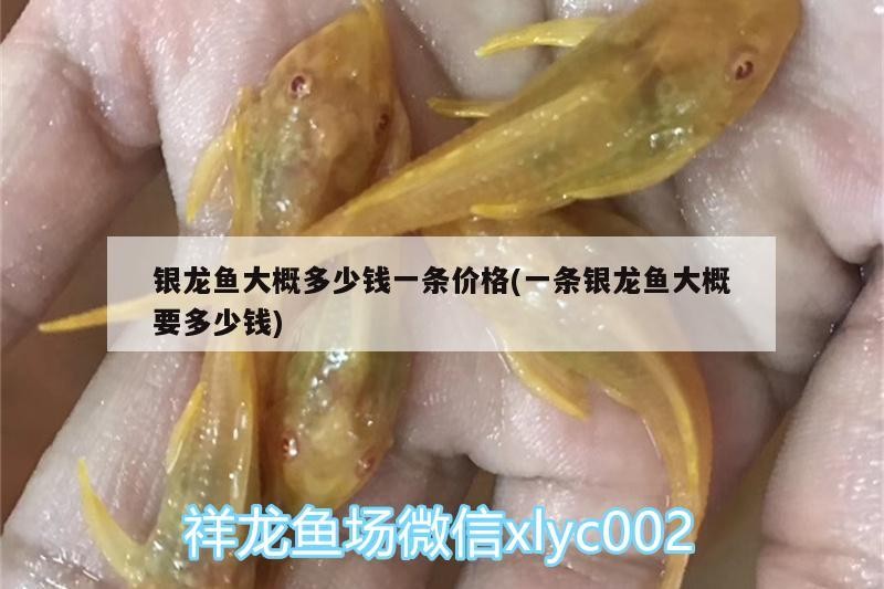銀龍魚大概多少錢一條價格(一條銀龍魚大概要多少錢)