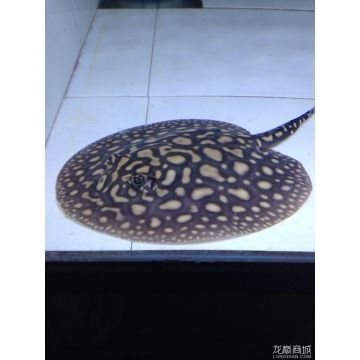 黑金魟魚：黑金魟魚是一種淡水觀賞魚，黑金魟魚的價格相比于皇冠黑白要低
