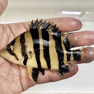 泰虎苗哪里買比較好：泰虎苗哪里買比較好呢？