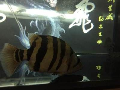 印尼虎四紋為什么不值錢了：印尼虎四紋為什么不值錢