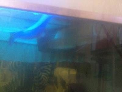 秦皇島龍魚vs祥龍魚場（秦皇島龍魚可能指的是中國河北省秦皇島地區的龍魚養殖或銷售場所）