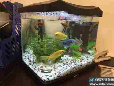 1.2米生態魚缸：1.2米生態魚缸1.2米生態魚缸