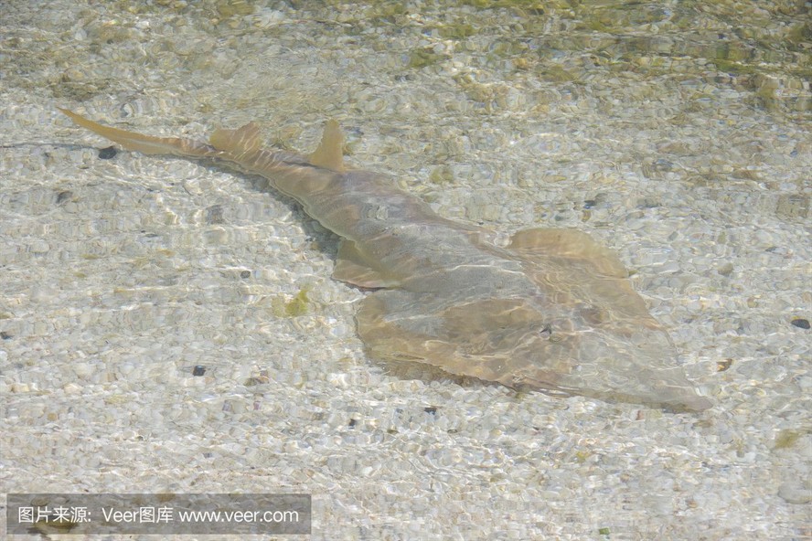 魟魚水位：關(guān)于魟魚水位的一些問題