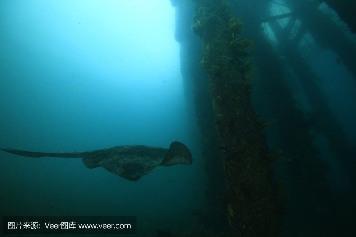 魟魚水位：關(guān)于魟魚水位的一些問題