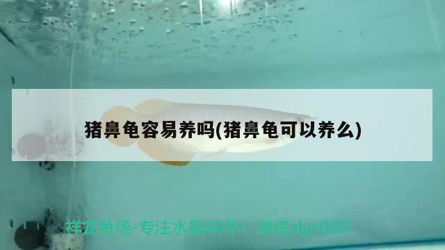 豬鼻龜容易養嗎(豬鼻龜可以養么)
