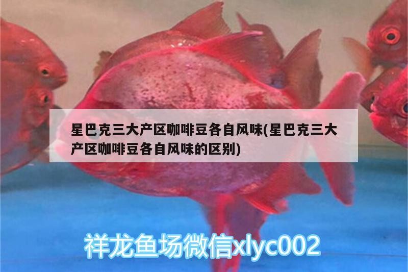 星巴克三大產區咖啡豆各自風味(星巴克三大產區咖啡豆各自風味的區別)