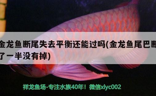 金龍魚斷尾失去平衡還能過嗎(金龍魚尾巴斷了一半沒有掉)