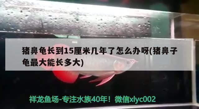 豬鼻龜長到15厘米幾年了怎么辦呀(豬鼻子龜最大能長多大)