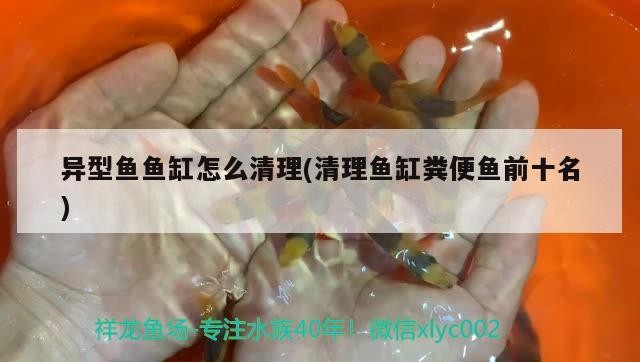 異型魚魚缸怎么清理(清理魚缸糞便魚前十名)