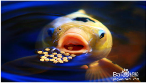 糖果斑馬魚和普通斑馬魚