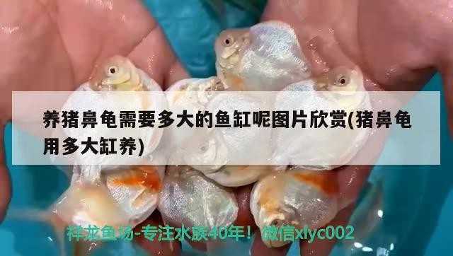 養豬鼻龜需要多大的魚缸呢圖片欣賞(豬鼻龜用多大缸養)