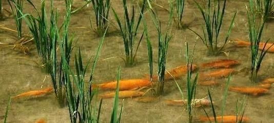 龍魚排紅色糞便：龍魚拉紅色長線屎是怎么回事？