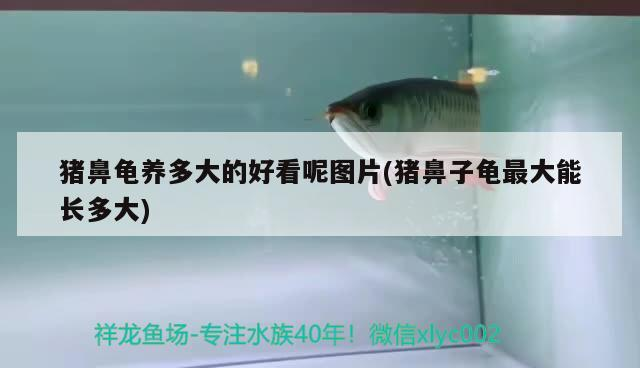 豬鼻龜養多大的好看呢圖片(豬鼻子龜最大能長多大)