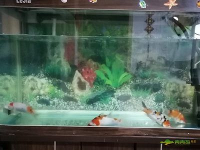 LeJia魚缸：\"lejia魚缸維護方法