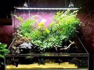 短鯛魚缸的布置要求:短鯛魚缸造景的基礎知識 魚缸百科 第4張 短鯛魚缸的布置要求:短鯛魚缸造景的基礎知識 短鯛魚缸的布置要求:短鯛魚缸造景的基礎知識 魚缸百科 第4張