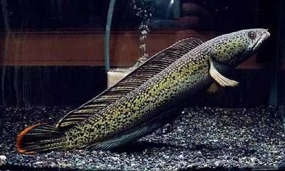 雷龍魚養一只還是一對？，雷龍魚養一只好還是養一對好 雷龍魚養一只還是一對？，雷龍魚養一只好還是養一對好 龍魚百科 第5張
