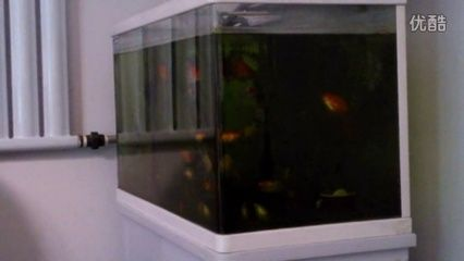 大魚缸金魚養幾條比較吉利：風水學中的養金魚學問