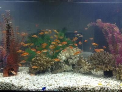 大魚缸金魚養幾條比較吉利：風水學中的養金魚學問