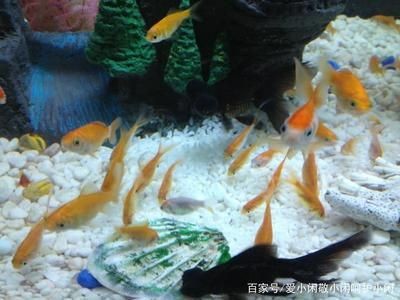 大魚缸金魚養幾條比較吉利：風水學中的養金魚學問