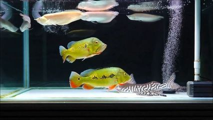 魟魚(yú)移缸后不吃食：魟魚(yú)移缸后不吃食怎么辦