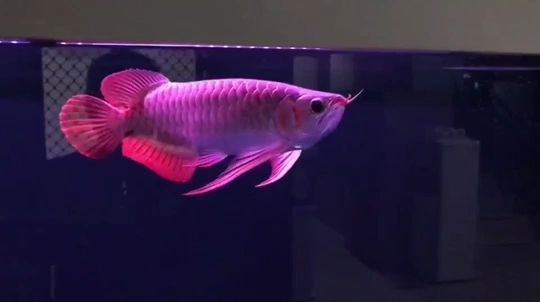 森森過濾桶殺菌燈進水