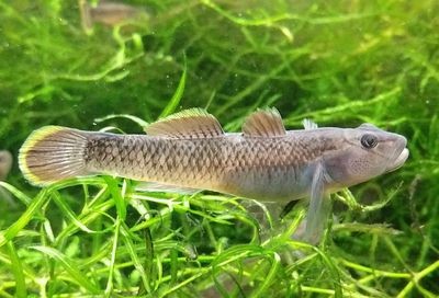 虎魚身上有白毛：虎魚身上出現白毛怎么辦