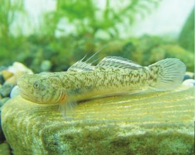 虎魚身上有白毛：虎魚身上出現白毛怎么辦