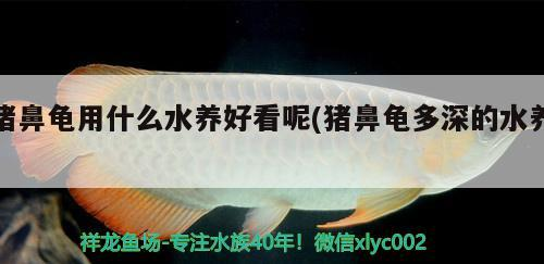 豬鼻龜用什么水養(yǎng)好看呢(豬鼻龜多深的水養(yǎng))