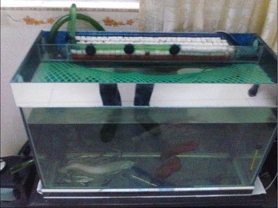 80的魚缸養銀龍可以嗎：銀龍魚喜歡跳出水面，飼養銀龍魚時需要考慮到這一點