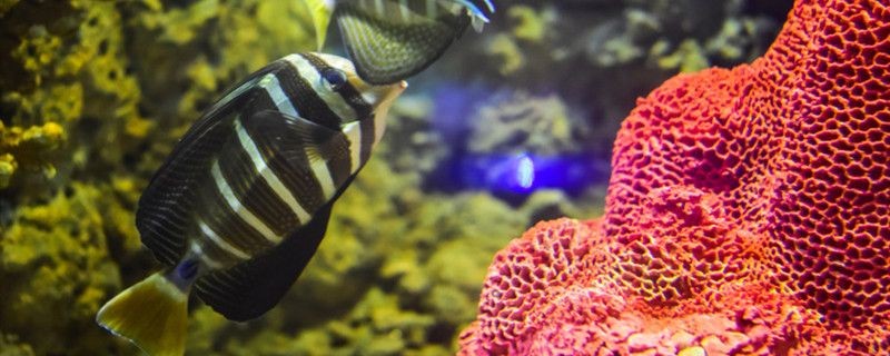 魚在盆里怎么才不會死如何用臉盆養魚
