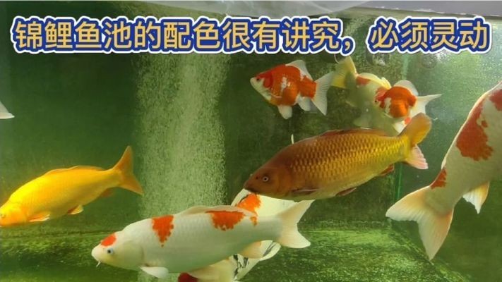魚缸水一直黃怎么回事